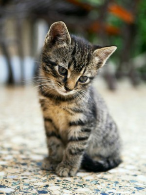 a silver tabby kitten sitting on the floor