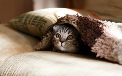 a brown Scottish Fold cat in a brown thick pile blanket