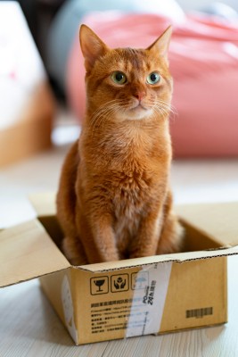 a ginger cat in a cardboard box
